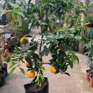 NARANJO XL CON FRUTOS