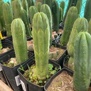 CACTUS SAN PEDRO chico
