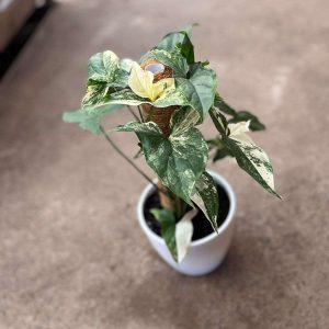 SINGONIO VARIEGADO