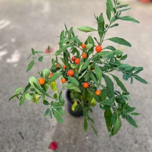 SOLANO NARANJITO DEL AMOR