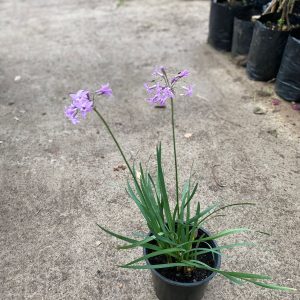 Tulbalghia "Flor del ajo"