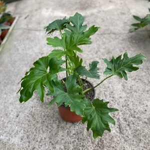 FILODENDRO PARAGUAYO MED.