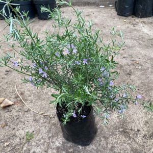 WESTRINGEA