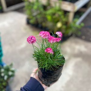 ARMERIA MARITIMA