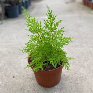 PINO LEMON AROMATICO