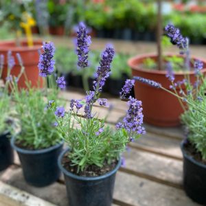 LAVANDA INGLESA BOLSA/MACETERO