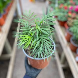 PALMERA CHAMEADORA ELEGANS m-17