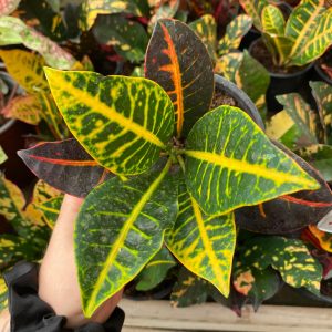 CROTON NORMA M-13