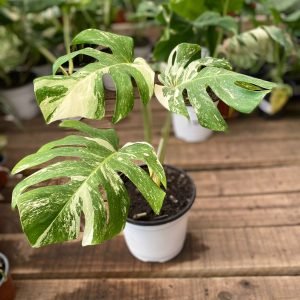 MONSTERA VARIEGADA