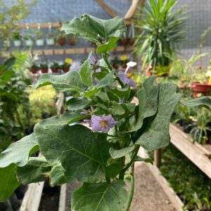 PLANTA DEL HUEVO (solanum ovigerum)