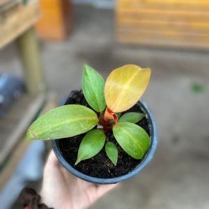 FILODENDRO SUN RED