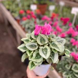 CYCLAMEN