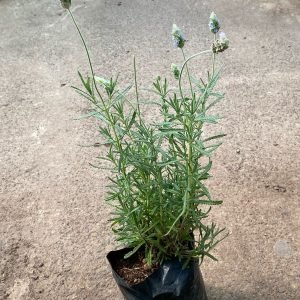 LAVANDA FRANCESA