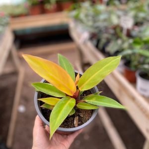FILODENDRO PRINCESS OF ORANGE