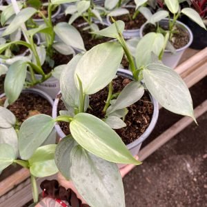 FILODENDRO GREY HASTATUM
