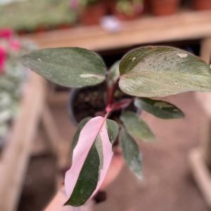 FILODENDRO PINK s