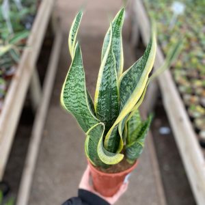 Sansevieria Superba