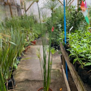 PAPIRO EGIPCIO EN BOLSA