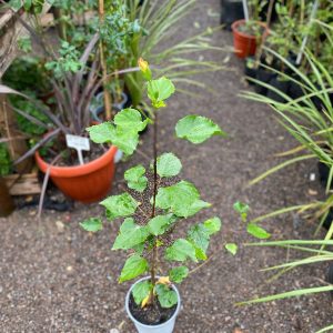 HIBISCO 60CM