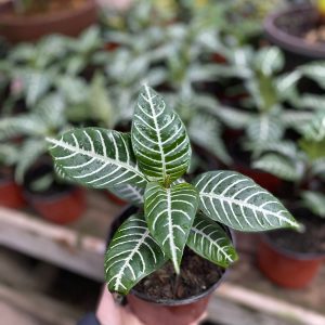 APHELANDRA M-12