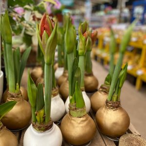 AMARILIS BULBOS EN CERA