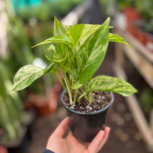 SINDAPSUS "POTHUS" BLANCO