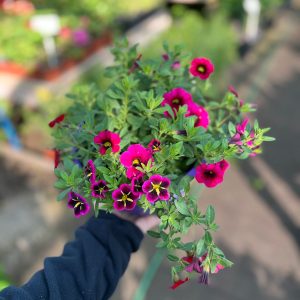 CALIBRACHOA