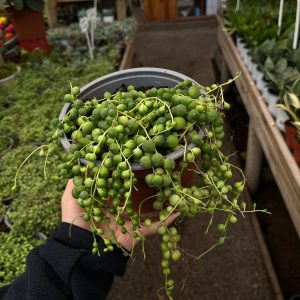ROSARIOS VERDE