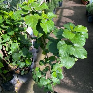 HIBISCO 1,20M