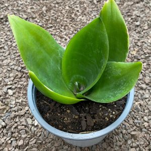 SANSEVIERA JADE M-12