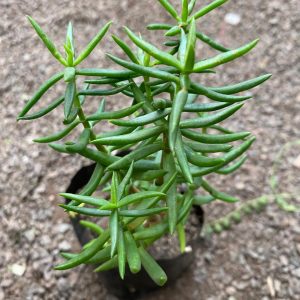 CRASSULA TETRAGONIA