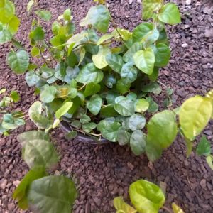 FICUS PUMILA REPENS M-14
