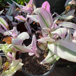 TRADESCANTIAS ROSADA/ROJA M-14