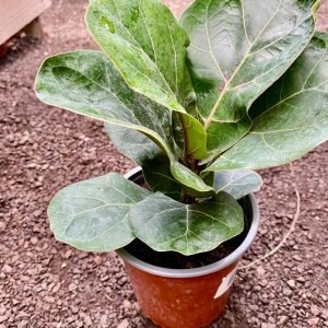 FICUS LYRATA BAMBINO M-17