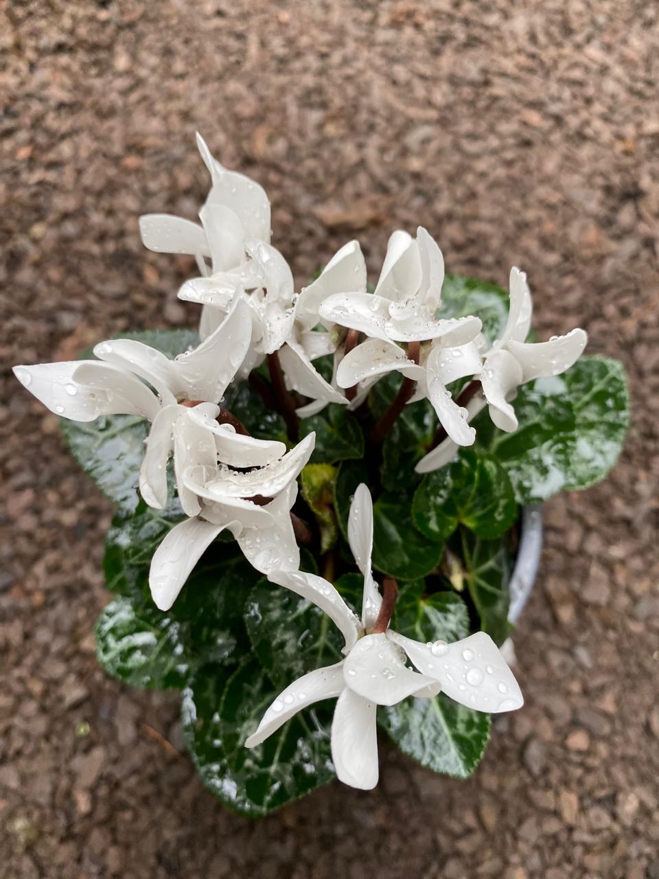 MINI CYCLAMEN MINI M-12 - Imagen 2
