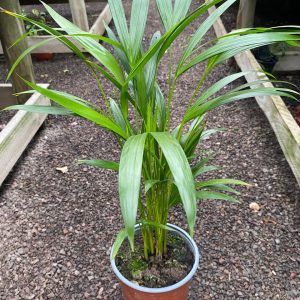 PALMERA ARECA M17