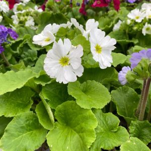 PRIMULA OBCONICA M-13