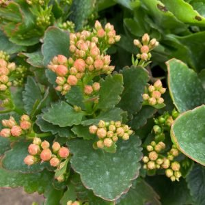 KALANCHOE HAPPY M-13