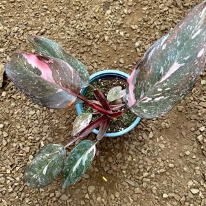 FILODENDRO PINK PRINCESS M-17