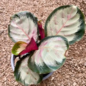 CALATHEA MEDALLION M-17