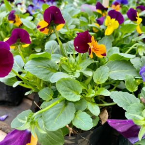 VIOLAS