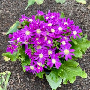 CINERARIA FLOR M-13