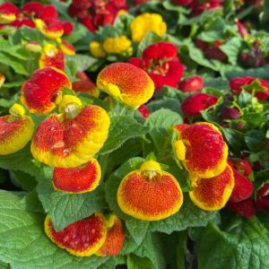 CALCEOLARIA M12