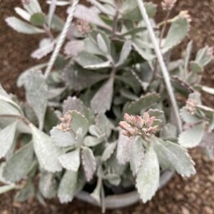 KALANCHOE HOJA BLANCA FLOR ROSADA