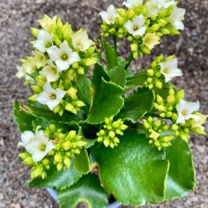KALANCHOE CHICO