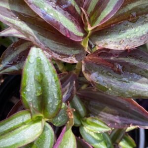 TRADESCANTIA