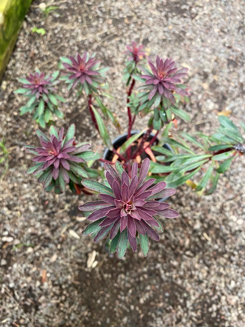 EUPHORBIA CHARACIAS - Imagen 2