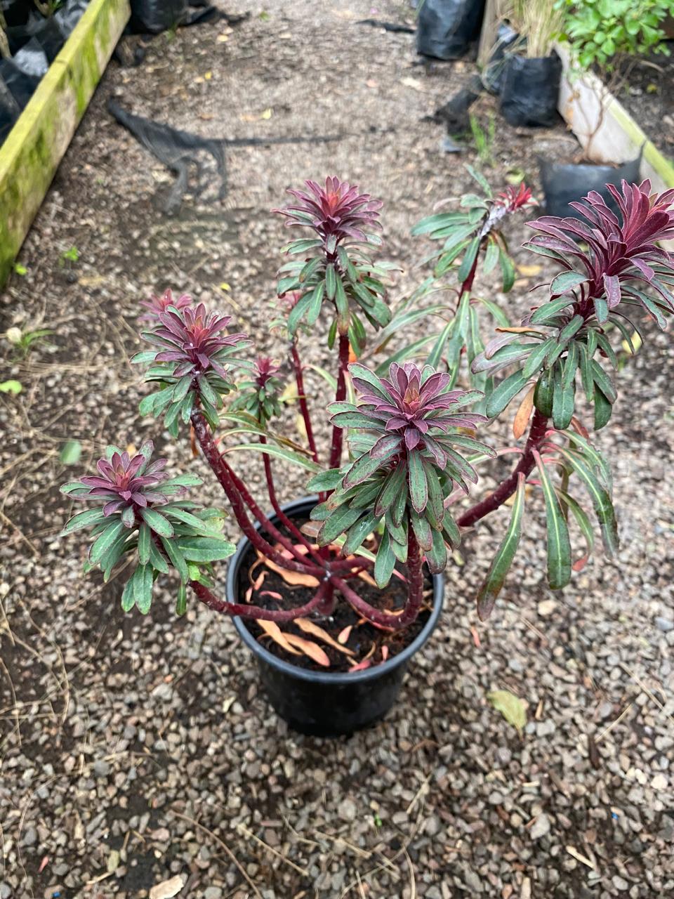 EUPHORBIA CHARACIAS - Imagen 3