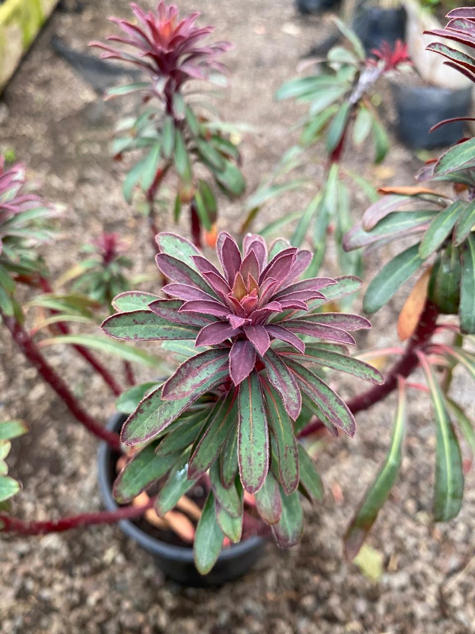 EUPHORBIA CHARACIAS - Imagen 4