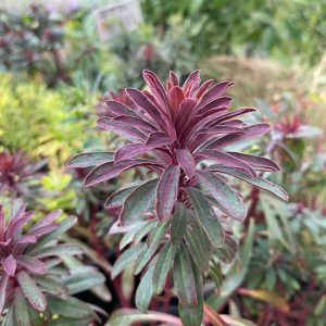 EUPHORBIA CHARACIAS